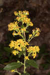 Buckley's goldenrod 